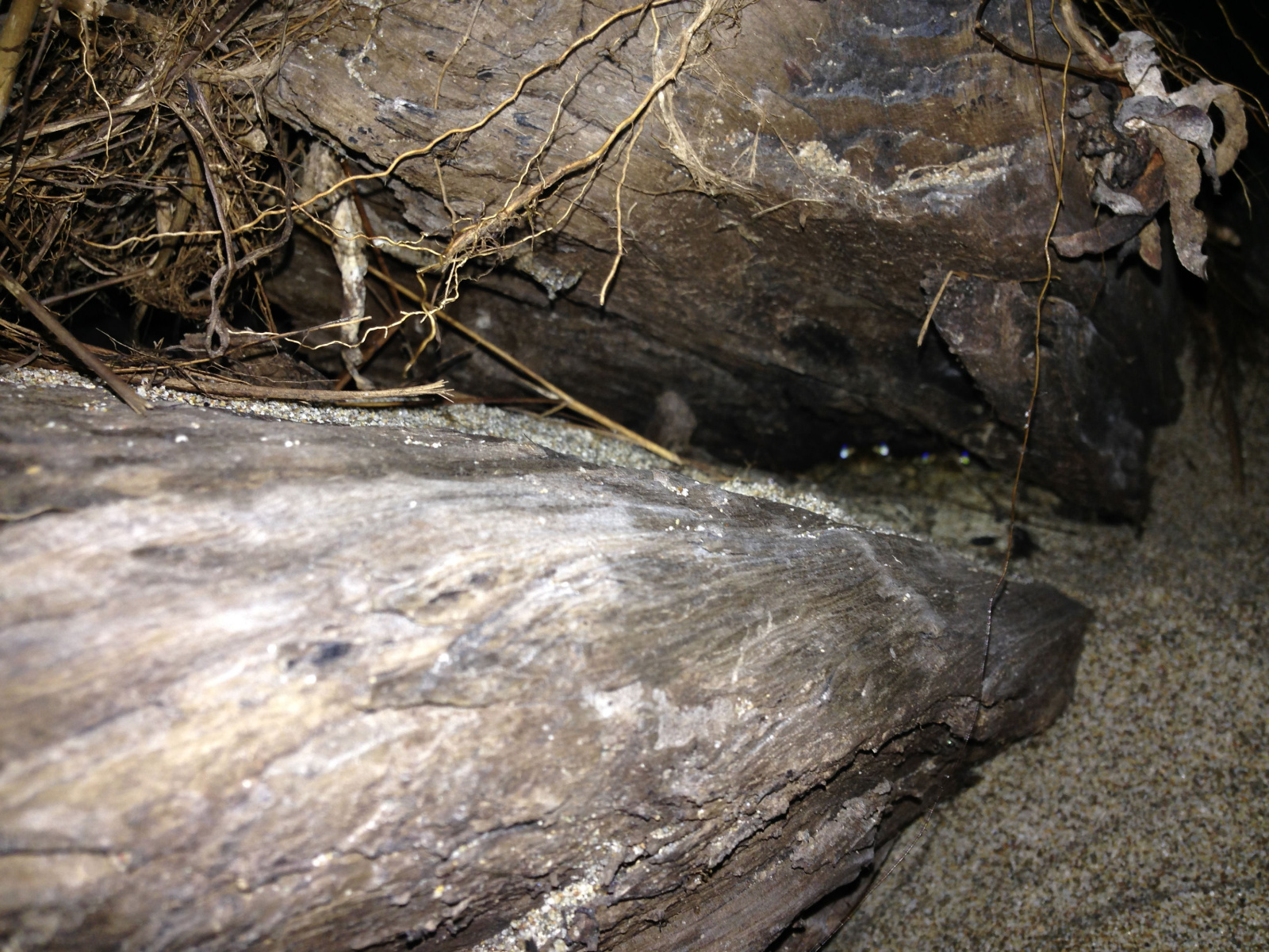 04 Rana draytonii small log habitat 2